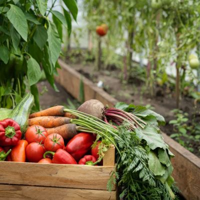 Le potager de la Signoria