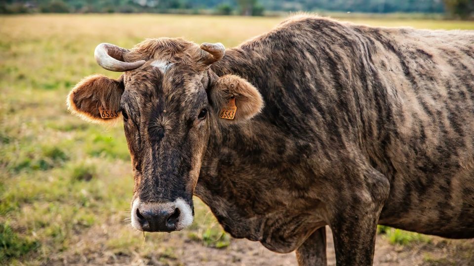 Fattoria Fil di Rossa